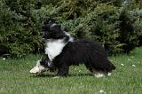 CHIEN NU CHINOIS 085